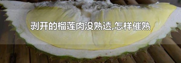 剥开的榴莲肉没熟透,怎样催熟