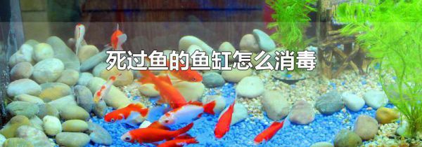 死过鱼的鱼缸怎么消毒