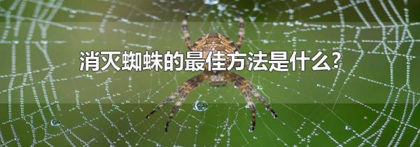 消灭蜘蛛的最佳方法是什么?