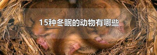 15种冬眠的动物有哪些