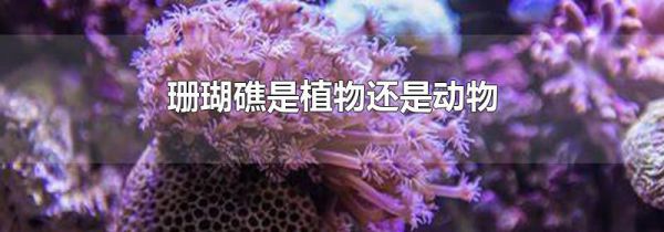 珊瑚礁是植物还是动物