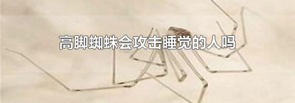 高脚蜘蛛会攻击睡觉的人吗