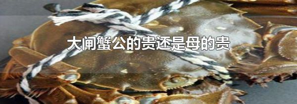 大闸蟹公的贵还是母的贵