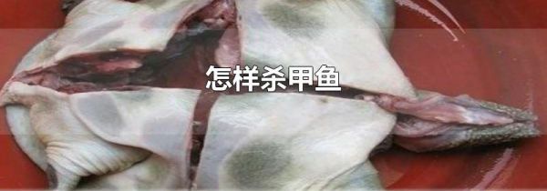 怎样杀甲鱼