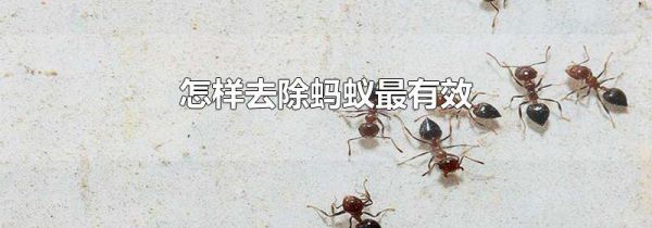 怎样去除蚂蚁最有效