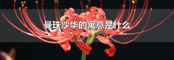 曼珠沙华的寓意是什么