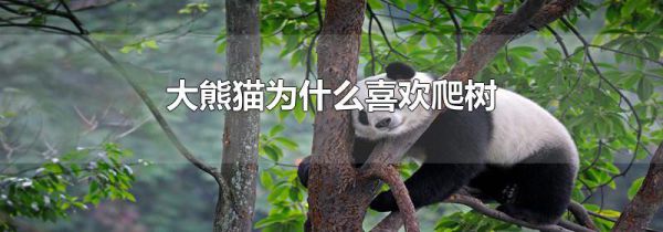 大熊猫为什么喜欢爬树