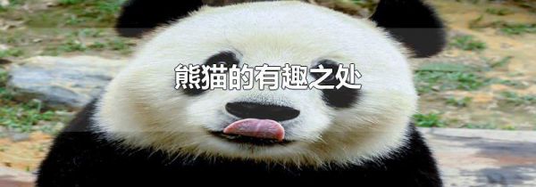 熊猫的有趣之处