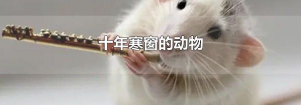 十年寒窗的动物