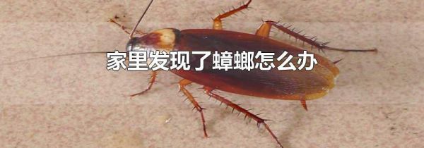 家里发现了蟑螂怎么办