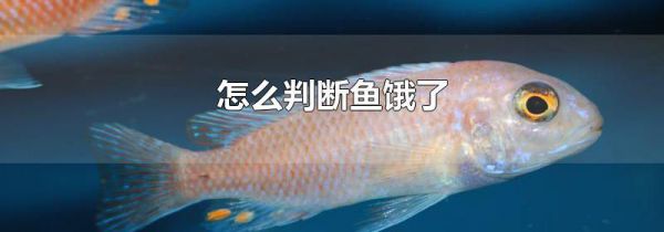 怎么判断鱼饿了