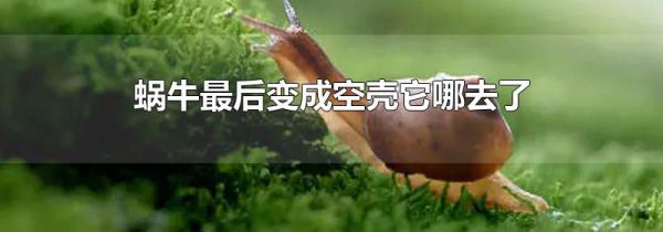 蜗牛最后变成空壳它哪去了