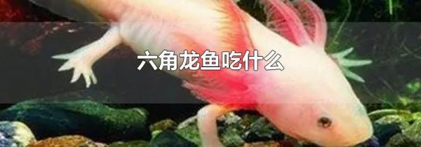 六角龙鱼吃什么