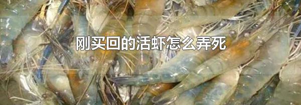 刚买回的活虾怎么弄死
