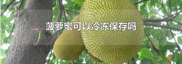 菠萝蜜可以冷冻保存吗