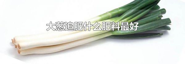 大葱追肥什么肥料最好