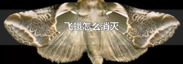 飞蛾怎么消灭