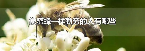 像蜜蜂一样勤劳的人有哪些