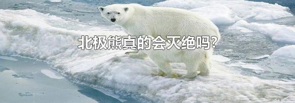 北极熊真的会灭绝吗?