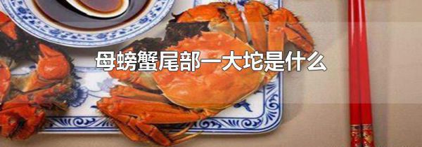 母螃蟹尾部一大坨是什么
