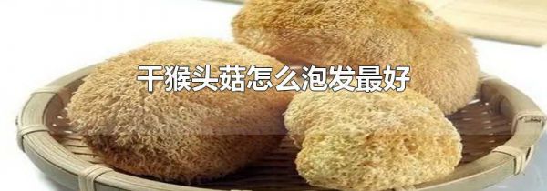 干猴头菇怎么泡发最好
