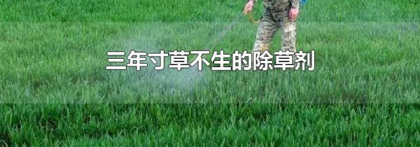 三年寸草不生的除草剂