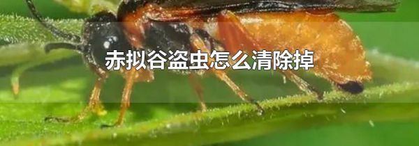 赤拟谷盗虫怎么清除掉