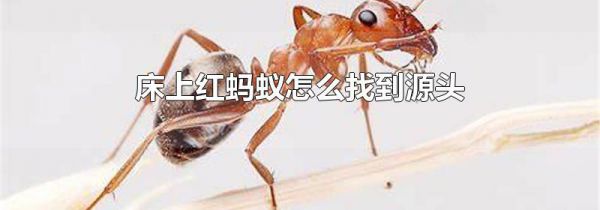 床上红蚂蚁怎么找到源头