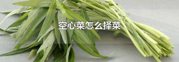 空心菜怎么择菜