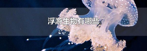 浮游生物有哪些