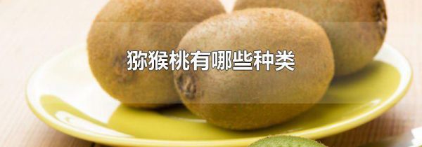 猕猴桃有哪些种类