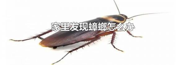 家里发现蟑螂怎么办