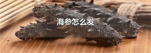 海参怎么发