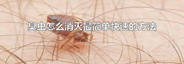 臭虫怎么消灭最简单快速的方法