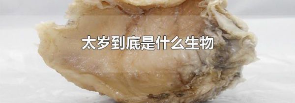 太岁到底是什么生物
