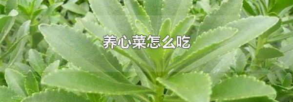 养心菜怎么吃