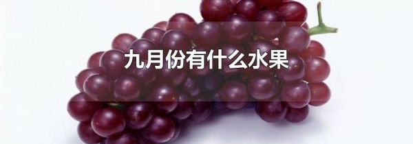 九月份有什么水果