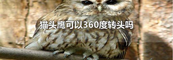 猫头鹰可以360度转头吗