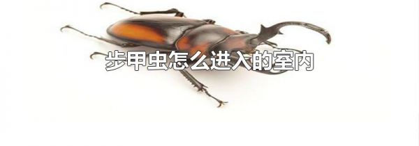 步甲虫怎么进入的室内