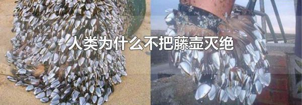 人类为什么不把藤壶灭绝