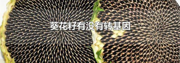 葵花籽有没有转基因