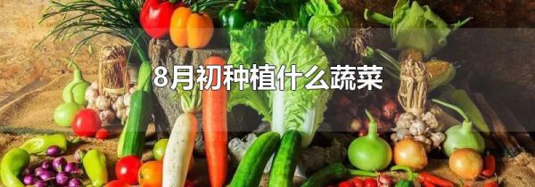 8月初种植什么蔬菜