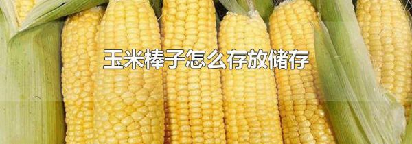 玉米棒子怎么存放储存