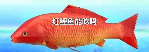红鲤鱼能吃吗