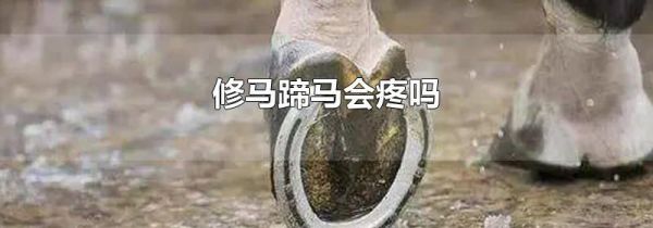 修马蹄马会疼吗