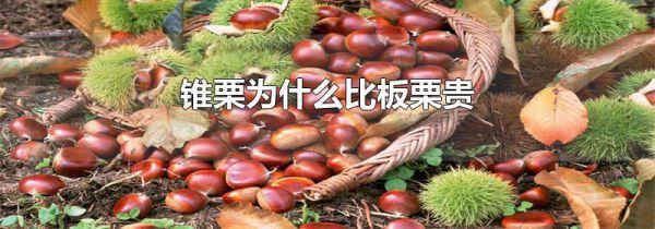 锥栗为什么比板栗贵