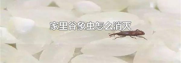 家里谷象虫怎么消灭