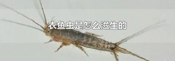 衣鱼虫是怎么滋生的