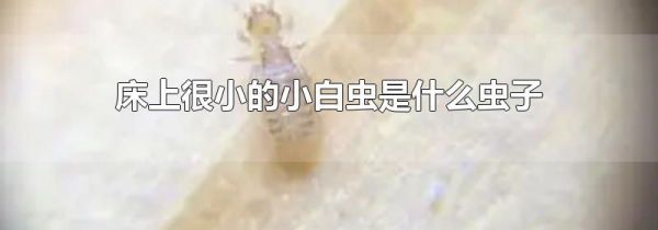 床上很小的小白虫是什么虫子