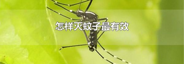 怎样灭蚊子最有效